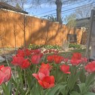 My tulips doing tulip things. – Reddit Post