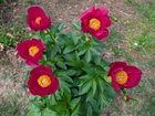 Came back from vacation to find these guys in bloom – Reddit Post