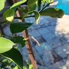 Ants on a potted lemon tree