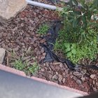 Any idea what this bark/mulch is?