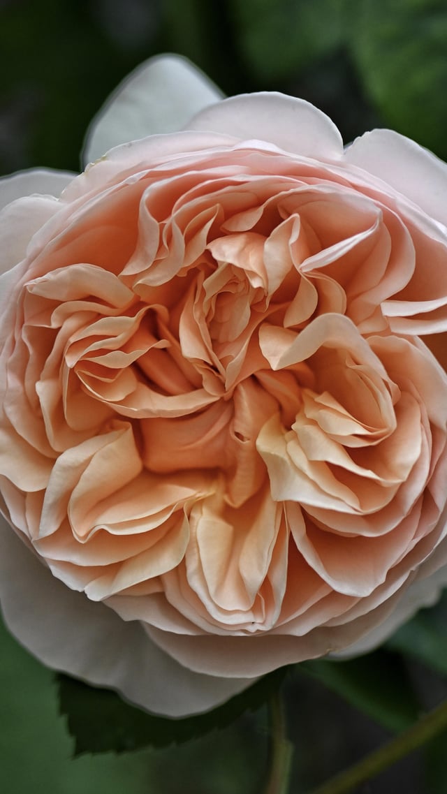 David Austin roses starting to bloom. – Reddit Post