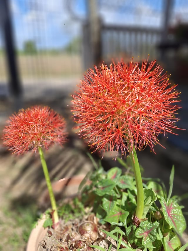 First blooms of the season-blood lillies – Reddit Post