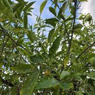 Orange tree help