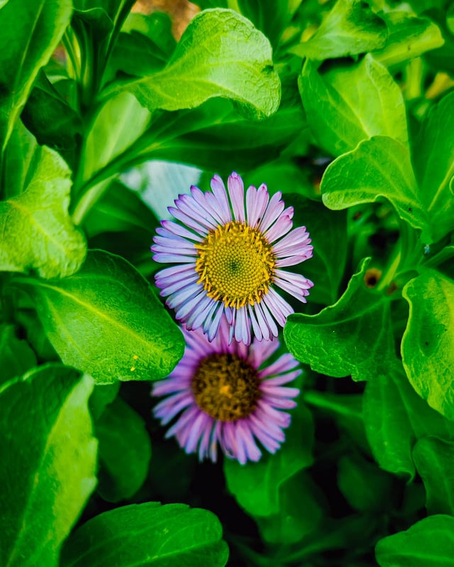A couple daisies tucked away. – Reddit Post