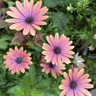 Plant Identification? :) – Reddit Post