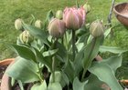 Guess my mums favourite flower – Reddit Post