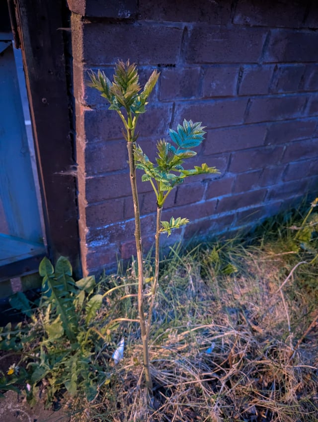Can anyone identify this plant that is growing in my garden? Thanks!