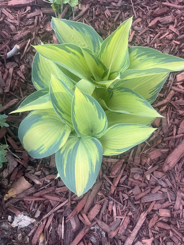 Three year old hostas finally looking good. – Reddit Post