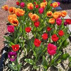 Tulips are tuliping ✨ – Reddit Post