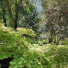 Around the garden, spring in california – Reddit Post