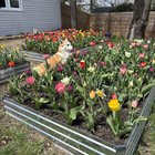 Late spring bloomers of 6a. So happy to see the results of planting 500+ bulbs from last fall. – Reddit Post