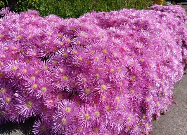 Easter Day Garden Spotting 🔍- What are these called? – Reddit Post