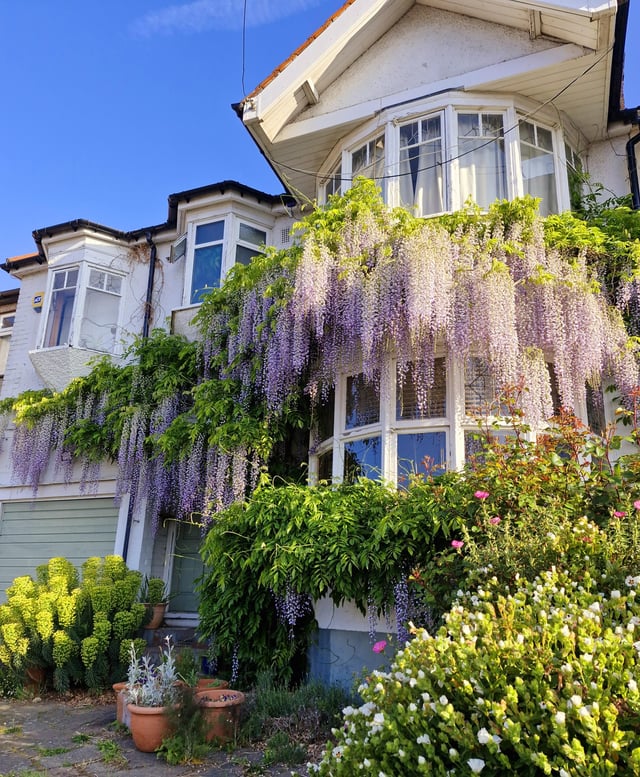 Wisteria’s best year yet
