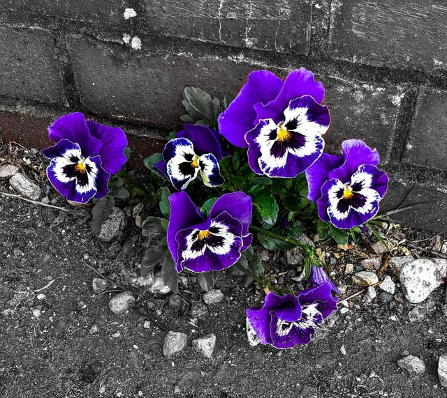 Wild viola
