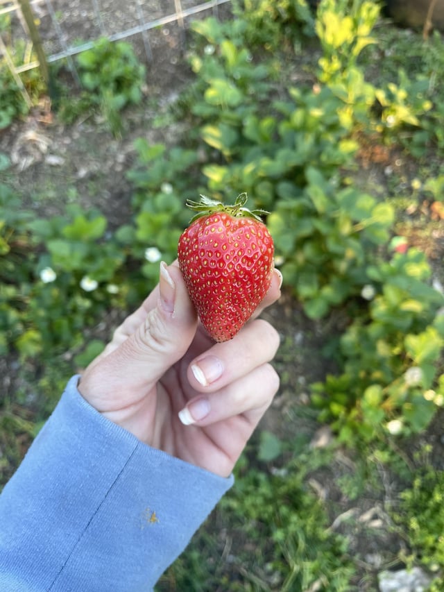 “When the world wearies and society fails to satisfy, there is always the garden.” – Reddit Post