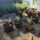 Lawn to lavender 8 months update – Reddit Post