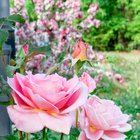 Tiffany gets better and better – Reddit Post
