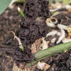 What is this black/burgundy fluff on my new Meyer Lemon tree?