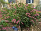 I never knew bleeding hearts could get so big! (Croc for scale) – Reddit Post