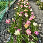 Tulip garden transformation. 140 bulbs almost all in bloom now! – Reddit Post