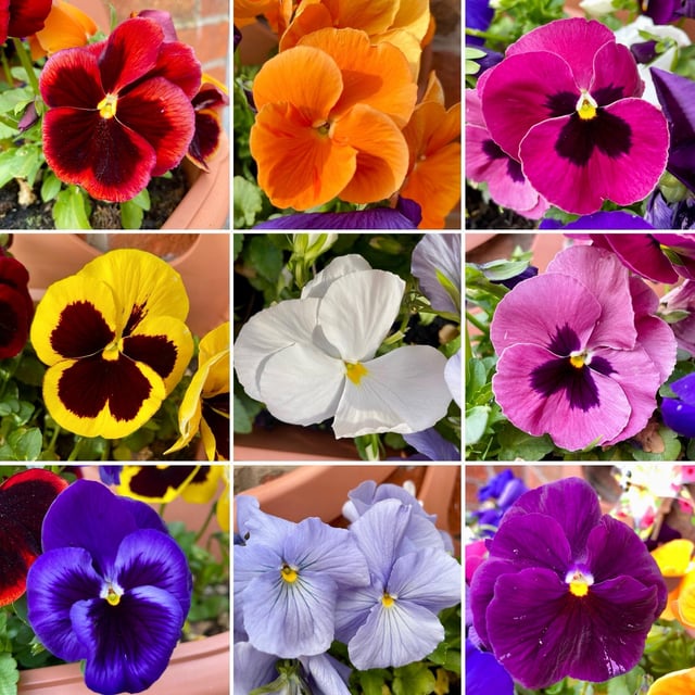 Pansies might be basic but I can’t get enough of them.