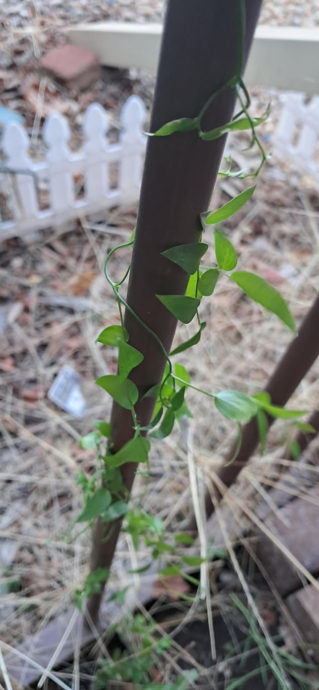 Vine or weed?