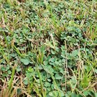Lawn weed killer