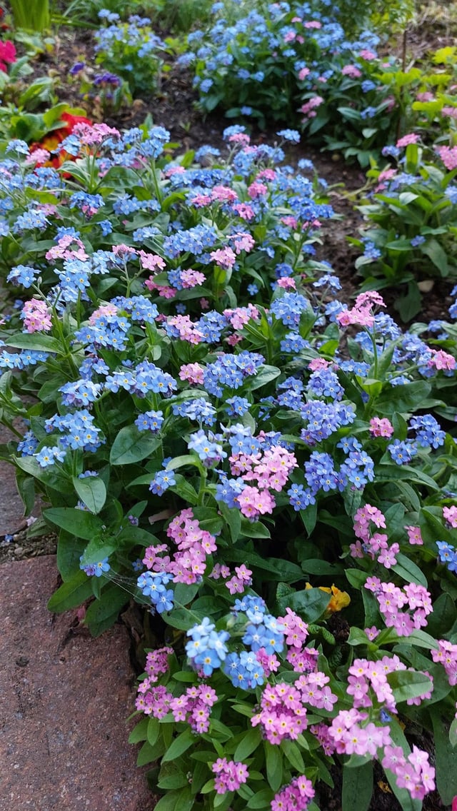 Forget-me-not – Reddit Post