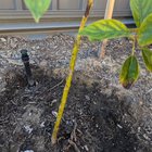 Avo tree