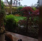 After 30y my Acer palmatum is gone 😭 – Reddit Post