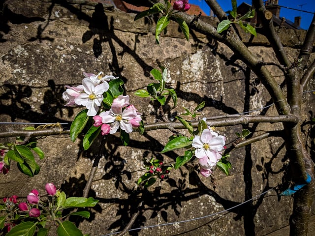 First apple blossom of the season