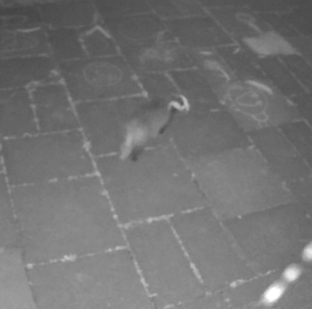 I had a visitor
