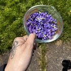 Made Wild Violet Jelly – Reddit Post