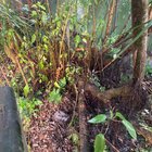 Is my mulberry dying?