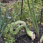 Fasciated asparagus, 4 week update – Reddit Post