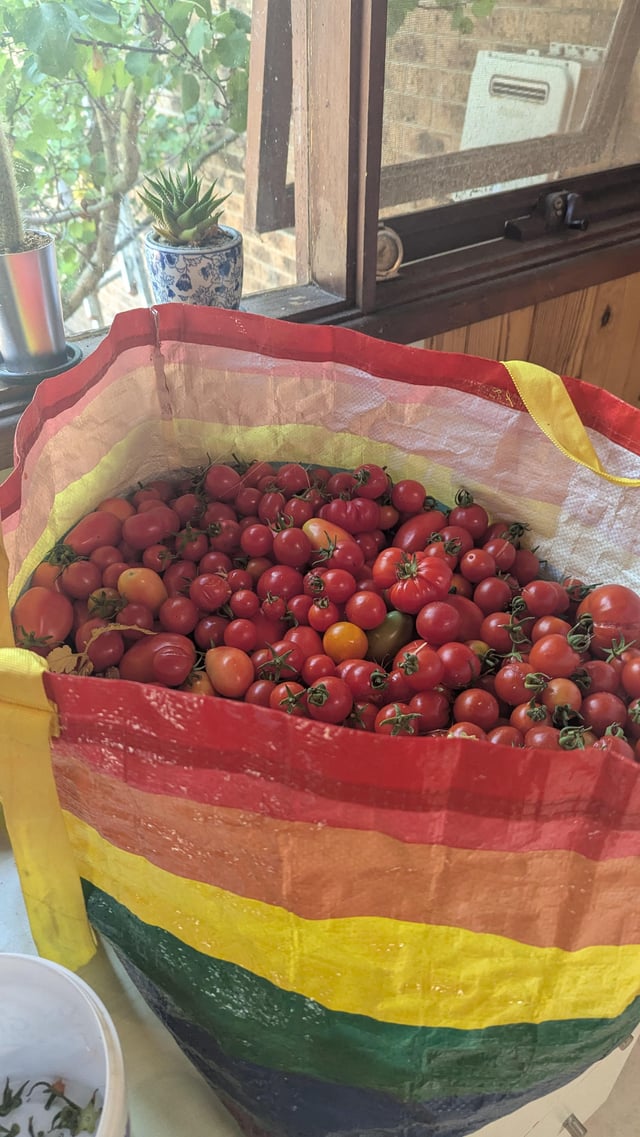 Tomato haul