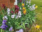 Irises in full bloom this week! – Reddit Post