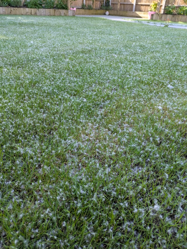Going for a dandelion lawn this year