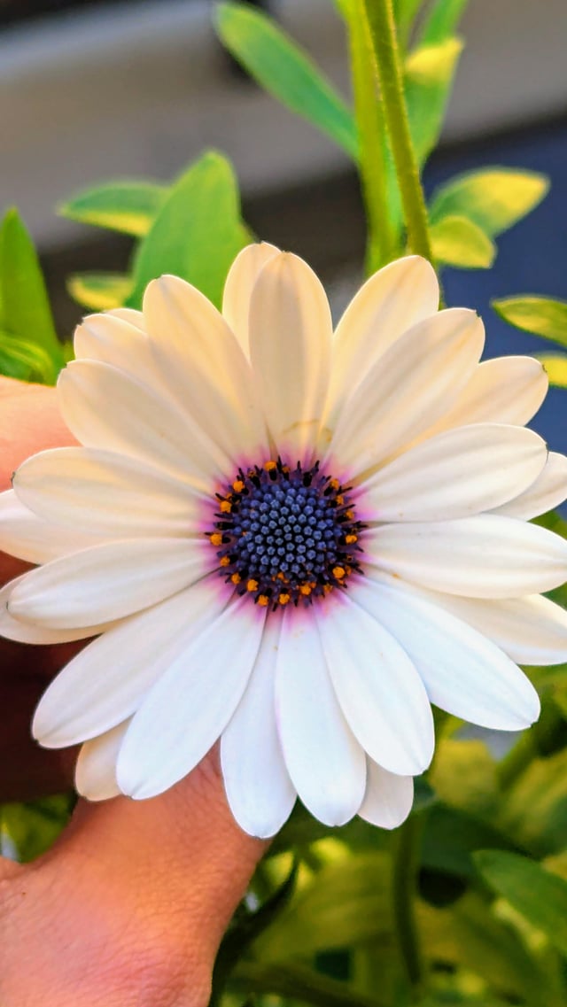 African daisies blooming – Reddit Post