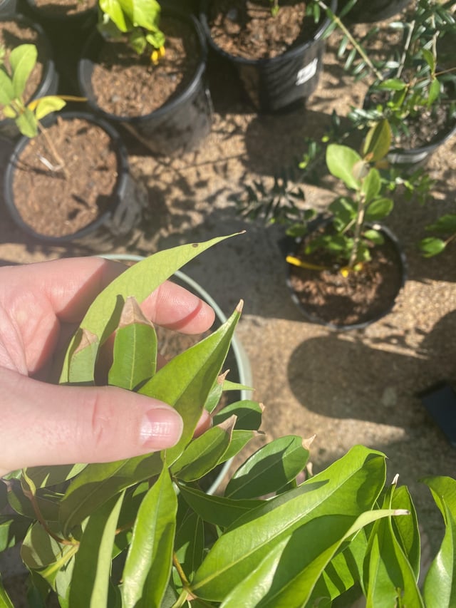 Brown tips on lychee leaves