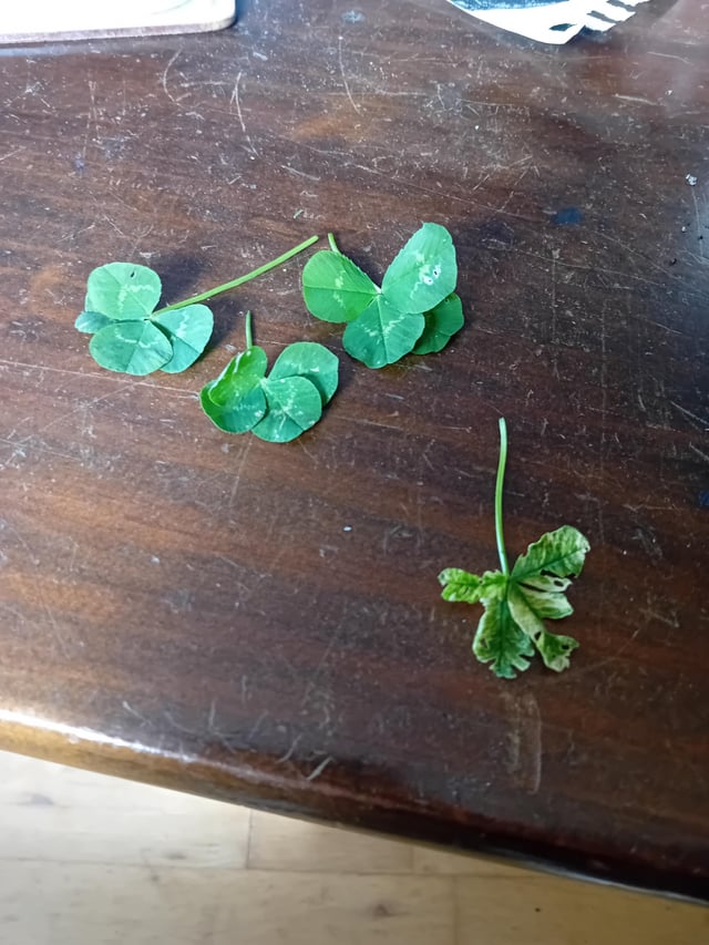 It says it’s lucky to find a 4 leaf clover.