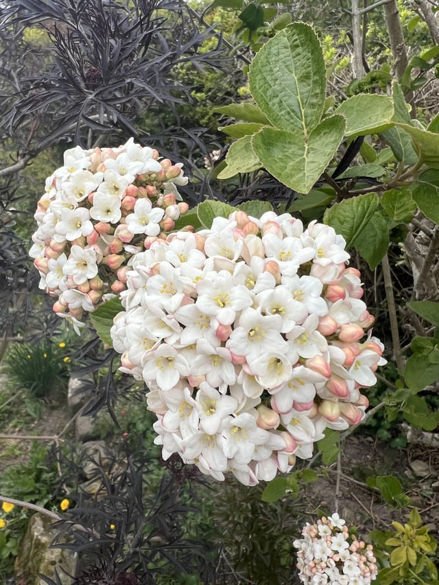 Favourite garden scent