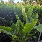 What’s wrong with my elephant ears?