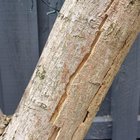 Maple tree is not healthy