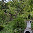 My garden today – Reddit Post