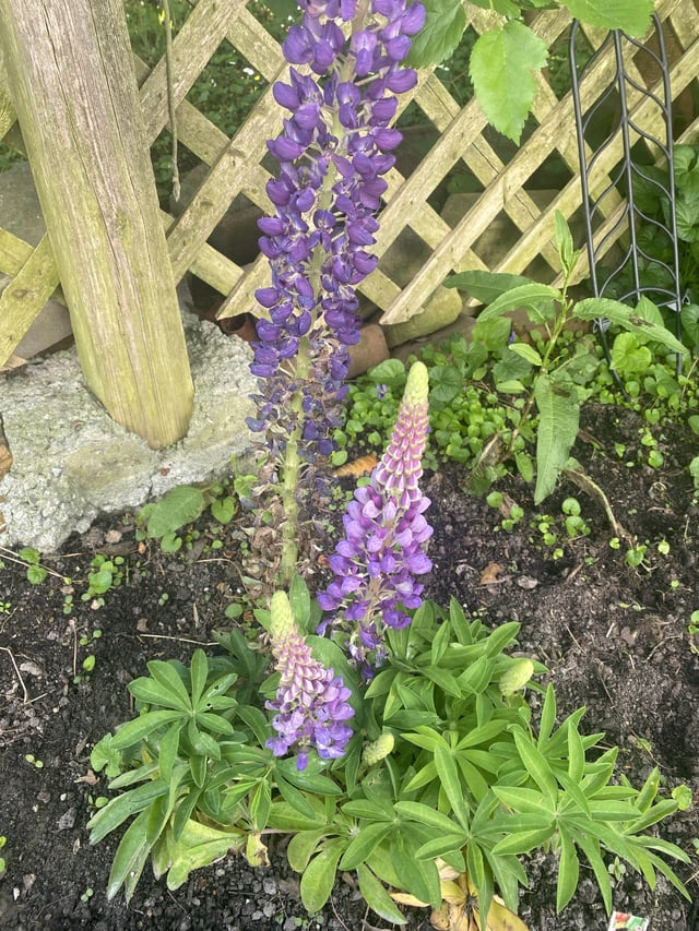 My first year growing my own plants! – Reddit Post