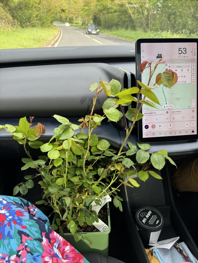 Bought my first rose – now what?