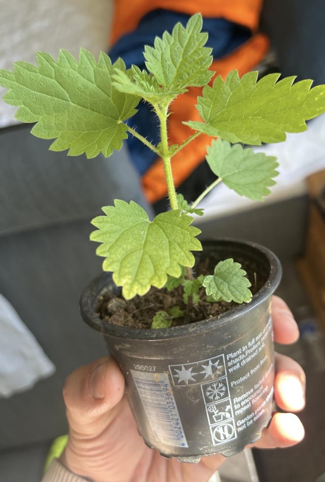 My strawberry isn’t a strawberry?