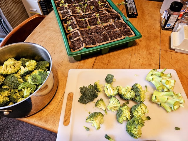 Showing the young broccoli their future. Does intimidation increase harvests at all? – Reddit Post