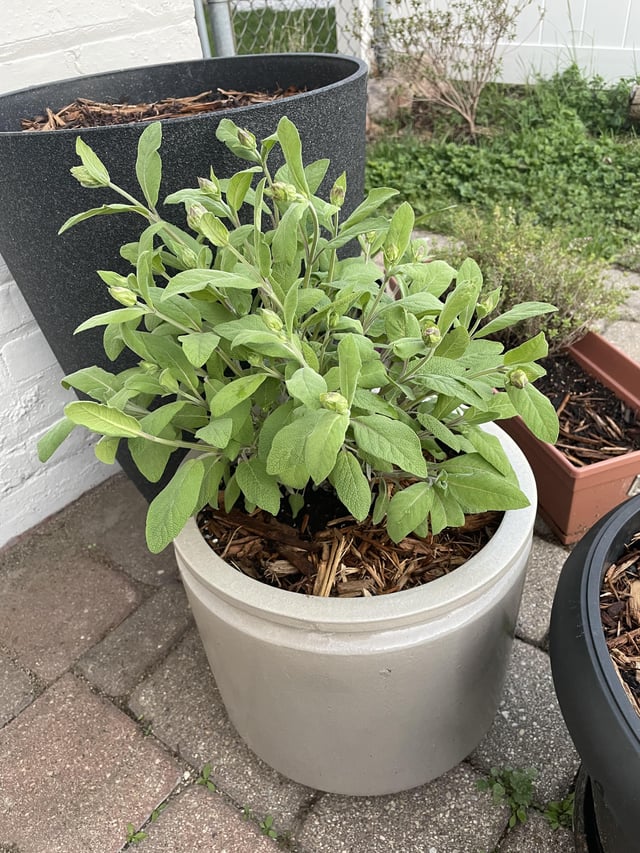 Started this Sage from seed last year and it was the only one that made it through. So excited it’s getting ready to flower! – Reddit Post